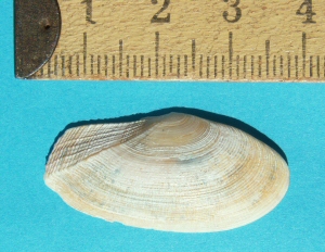 &copy; Thijs de Boer